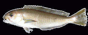 Peje Blanco